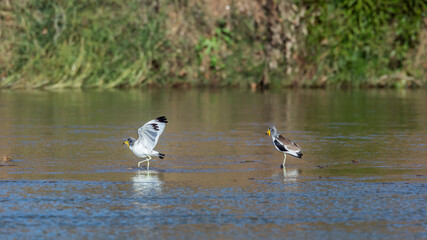 Two White headed Lapwing wading in river in Kruger National park, South Africa ; Specie Vanellus albiceps family of Charadriidae