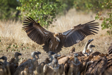 White backed Vulture landing with spread wings in Kruger National park, South Africa ; Specie Gyps africanus family of Accipitridae