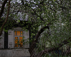 Old small house in blooming apple trees 