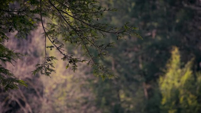 Pine tree branch swaying in the breeze at Cole Park Lake in Upstate NY outside of Windsor

