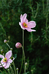 pink anemone blooming in the garden with rosemary in the background
