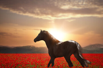 Fototapeta na wymiar Beautiful horse walking in poppy field near mountains at sunset