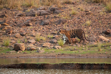Obraz na płótnie Canvas Tigress Sonam walking along Telia lake, Tadoba Andhari Tiger Reserve, India