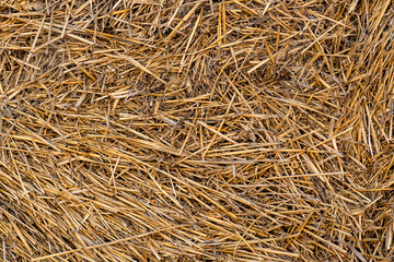 Dry hay texture. Background from dry yellow stems