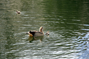 Nilgaense (Alopochen aegyptiacus) und Entenkueken auf einem Teich in Jever.  Jever, Niedersachsen, Deutschland, Europa