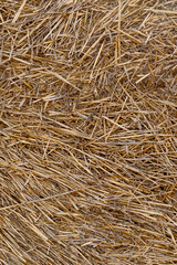 Dry hay texture. Background from dry yellow stems