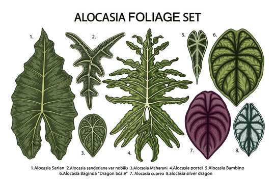 Vintage vector botanical illustration, tropical exotic plant, jungle foliage, alocasia leaves set isolated on white background.