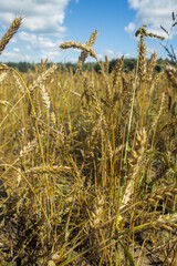 Fototapeta premium Landscape with golden wheat and blue sky