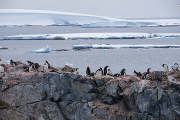 Penguins colony