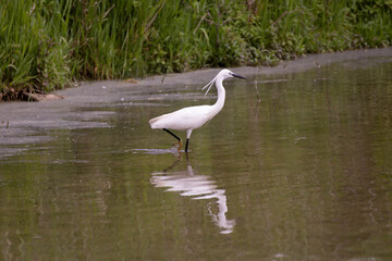 herons dans lac marais