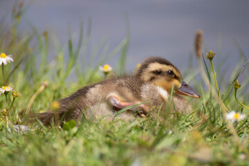canard