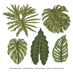 Vintage vector botanical illustration, tropical exotic plant, jungle foliage, alocasia leaves set isolated on white background. © b.illustrations