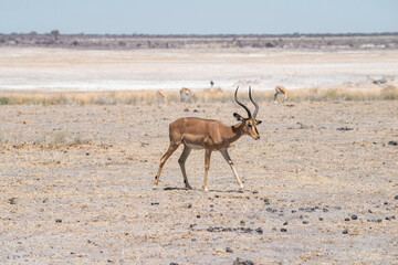 impala antelope in desert