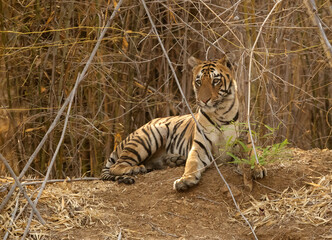Maya cub sitting on the bund of a water hole, Tadoba Andhari Tiger Reserve, India