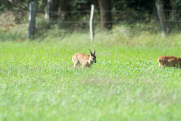 Rehe