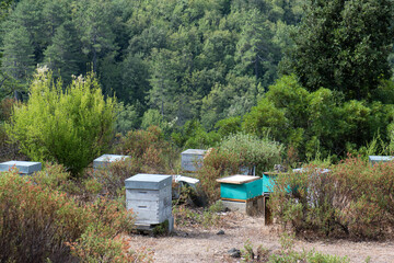ruches maquis corse