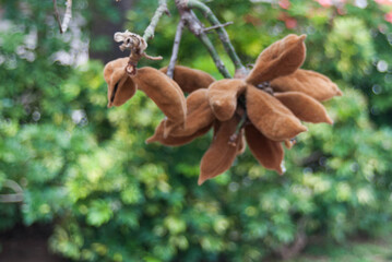 the button makers know how to spread their seeds