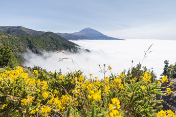 Scenic view of the Teide Volcano with clounds and vegetation in the foreground