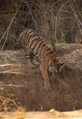 Fototapeta na wymiar Maya cub going down the water hole, Tadoba Andhari Tiger Reserve, India