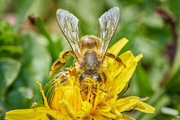 honey bee collecting pollen on a dandelion flower in the garden - frontal view