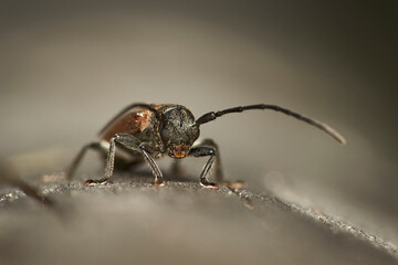 detailed close-up macro of a brown longhorn beetle sitting on wooden surface