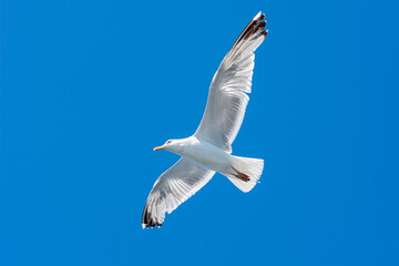 Closeup picture of a flying seagull. A clear blue sky in the background