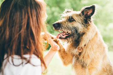 positive young woman in white t-shirt teaches cute old fluffy dog to give five sitting on lawn green grass in sunny spring public garden closeup