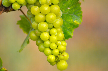 Weintrauben