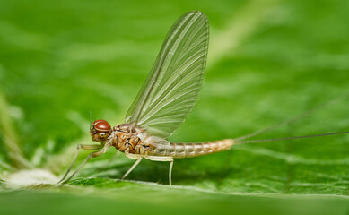 detailed close-up high resolution macro of a male May-fly sitting on a green leaf