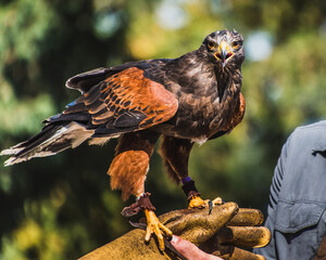 Harris's Hawk on Falconry Glove