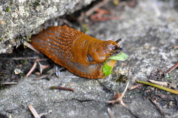 Nacktschnecke beim essen