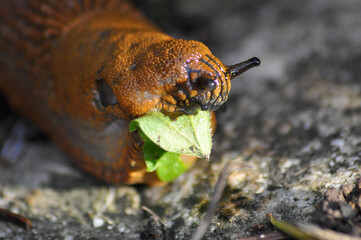 Nacktschnecke beim essen