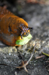 Nacktschnecke beim essen
