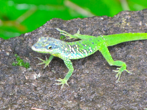 Gekko ou l&eacute;zard vert des Antilles se d&eacute;pla&ccedil;ant sur le sommet d'un mur