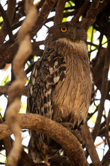 Brown Fish Owl  with one eye opened, Tadoba Andhari Tiger Reserve, India