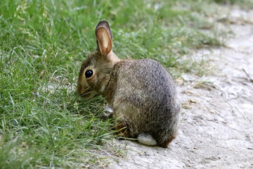 Cottontail Rabbit in Toronto's Don Valley