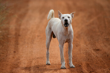 A dog is watching and barking angrily .