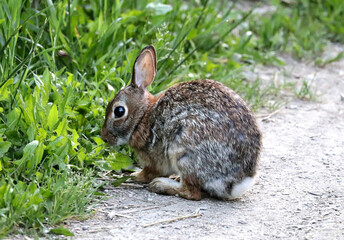 Cottontail Rabbit in Toronto's Don Valley