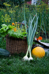 The season of harvest. Vegetables. Greenery in the garden