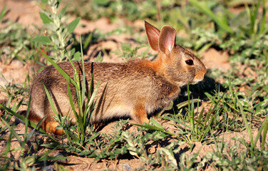 Cottontail Rabbit in Toronto's Don Valley