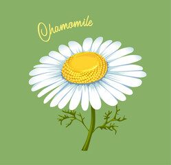 realistic Chamomile flower isolated on green background
