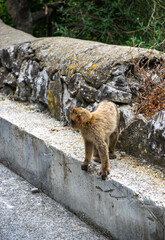 Photo of a wild macaque in Gibraltar up on the rock. Free monkey. 