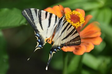 Farfalla Iphiclides podalirius su fiori di zinnia 