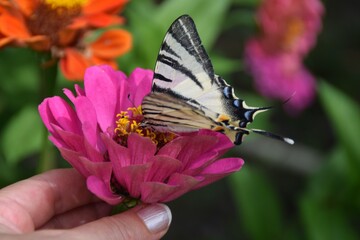 Obraz premium Farfalla Iphiclides podalirius su fiori di zinnia 