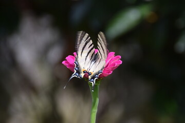 Farfalla Iphiclides podalirius su fiori di zinnia 