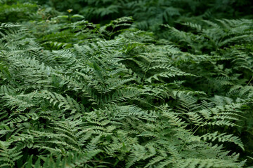 Wild fern in forest.