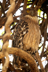 Brown Fish Owl perched on a tree, Tadoba Andhari Tiger Reserve, India