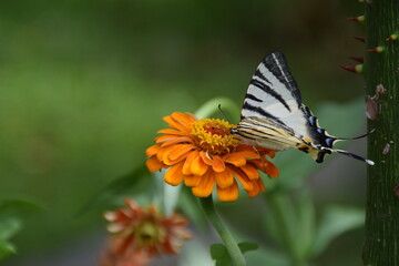 Farfalla Iphiclides podalirius su fiori di zinnia 
