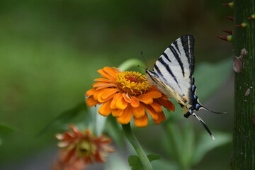 Farfalla Iphiclides podalirius su fiori di zinnia 
