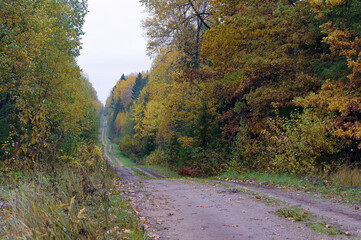 Autumn forest. Autumn in the Park. Yellow and red leaves on trees in autumn. A forest road.
